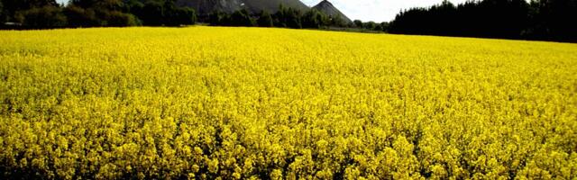 Poolas otsitakse rapsikasvatuse probleemidele lahendusi