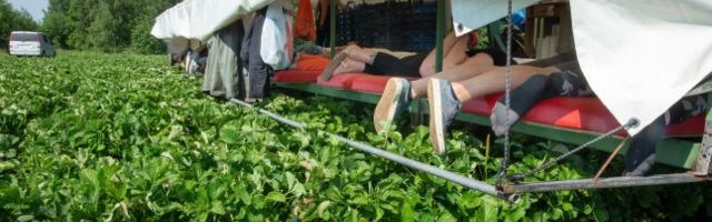 Maasikad raisus: valitsuse otsus marjakasvatajaid ei aita