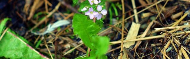 Jaanus Volmre NÄDALA FOTO