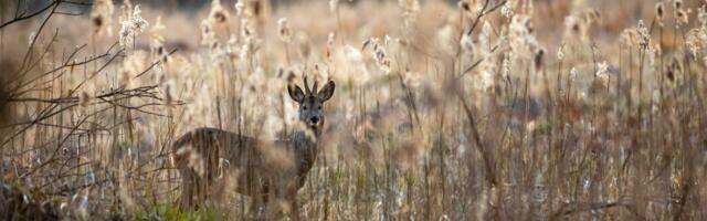 Ellujäämise Kunstide Loodusloovusfestivali kaaskorraldajate veebikohtumine toimub 1. veebruaril