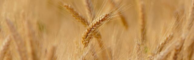 Gdański sadam alustas uue teraviljaterminali rajamist