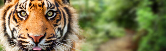 Tallinna loomaaed kutsub tähistama rahvusvahelist tiigrite päeva