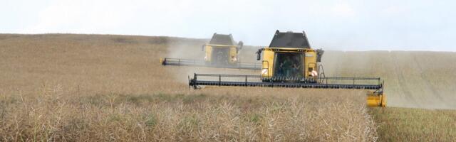 Oil World: 2025. aasta rapsisaak Euroopas kerkib 20 miljoni tonnini