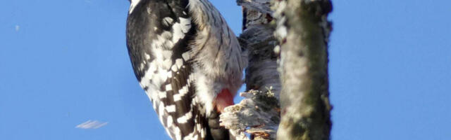 ALAM-PEDJA LOODUSKAITSEALAL ALGAVAD MÄRGADE METSADE SEISUNDI PARANDAMISE TÖÖD