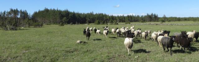 Tänavu otsitakse rentnikke enam kui 6500 hektarile pärandniitudele