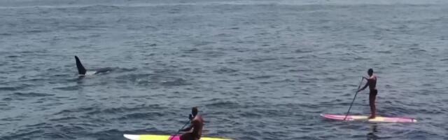 Reporter: Mõõkvaalad käisid aerusurfareid kimbutamas