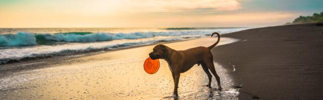 Lemmikloomad pole avalikus rannas lubatud! Kuhu siis nendega minna?