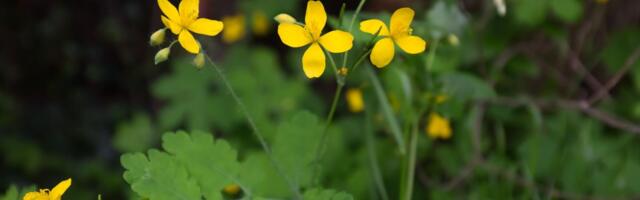 Ova biljka raste u dvorištu kao korov, ali ni slučajno je nemojte čupati: Naši stari koristili kao lek