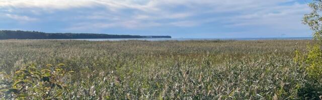 Algas Paljassaare ja Mustjõe rannaniitude taastamine