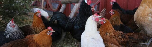 Tartumaal tuvastati lindude gripp