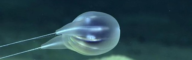 VIDEO | Nagu kahe trossiga merepõhja kinnitatud kuumaõhupall: sügavalt ookeanist leiti uus loom