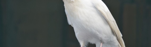 Valge vares ja voogav vaip - Riina MÄRKMIK