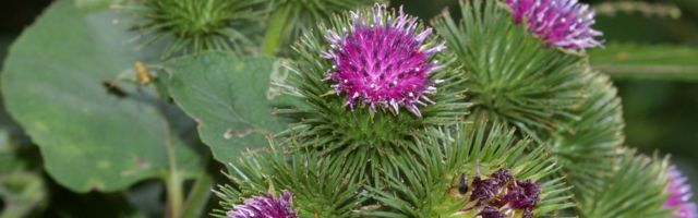 Kuidas puhastada keha toksiinidest ja GMO-dest