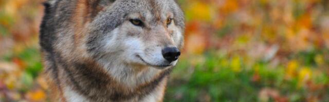 Lambakasvatajad algatasid petitsiooni suurkiskjate arvukuse kontrolli alla saamiseks