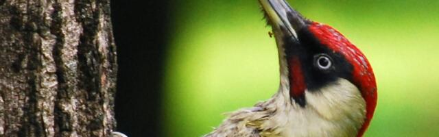 Mitu valuvaigistit sööb rähn valu leevendamiseks päevas ehk Kuidas talub ta ajupõrutust?