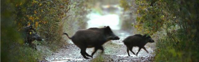 „Tühjus! Ei saa küttida seda, keda pole.“ Keskkonnaamet nõuab piiriala metssigadest puhtaks küttimist