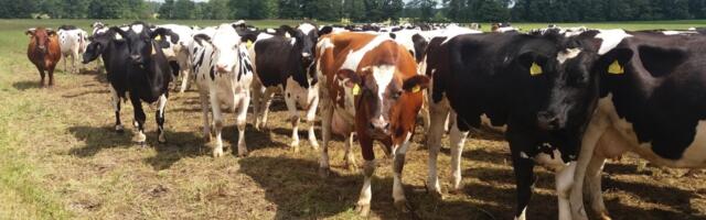 AUGA Group kasvatab kasumlikkust – piimasektor tõi rekordilised tulemused