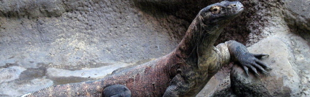 Ainulaadne! On üks sisalik, kes ei veritse ja kelle ainevahetus sarnaneb pigem imetaja kui roomaja omaga