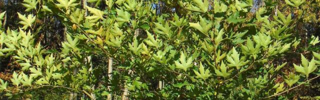 Idaplaatanitest võib Eestis asja saada