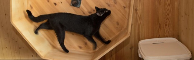 Musta kassi kuul saab kiisu koju viia euro eest
