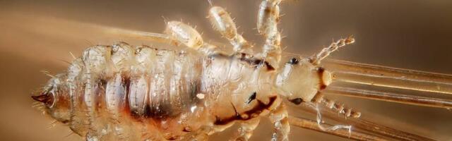 Kutsumata külalised lasteaias ja koolis – kuidas täidest jagu saada