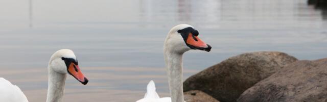 Tahkuna poolsaarelt tuvastati veelindudel lindude gripp