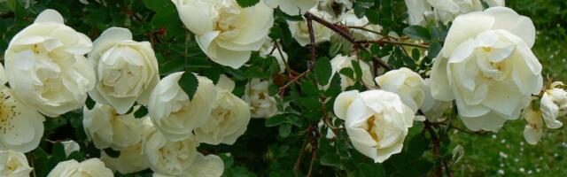 Talulillede tagasitulek