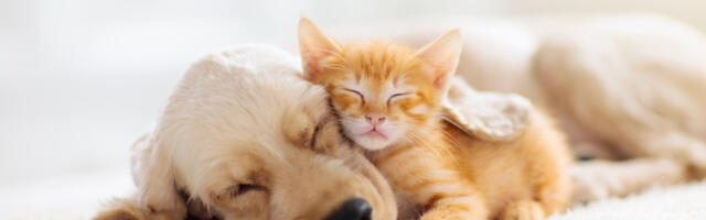 Riigikogu liikmed moodustasid loomakaitse toetusrühma