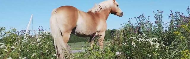 Ehitusaegne elu on pea ööpäevaringne kaos