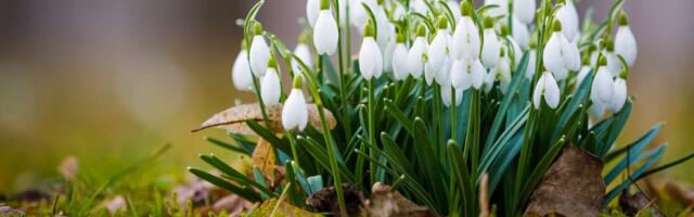 Kairo Kiitsak: talve selgroog on murtud, temperatuur võib peagi tõusta üle +10 kraadi