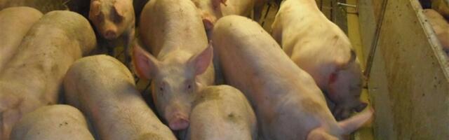 Miks SAKiga nakatunud farmisead ei jõua toidulauale, aga metssealiha võib?