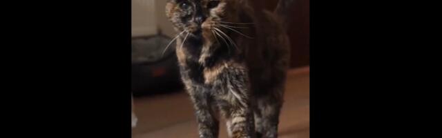 DELFI VOOG | Video_ maailma vanim kass sai täna 30-aastaseks