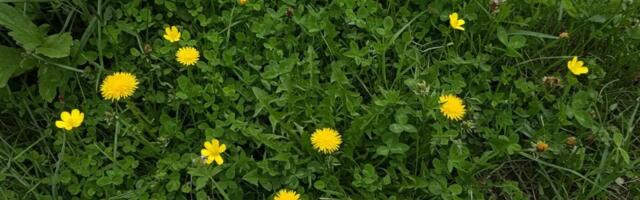 Enam pole umbrohtu sinu aias: looduslik ja koheselt toimiv lahendus