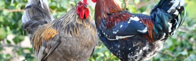 Eesti maakana on säilitanud sajanditepikkuse kohaliku pärilikkuse