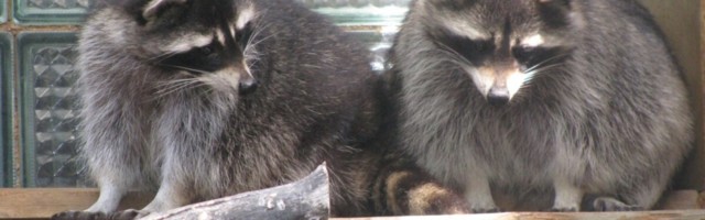 Tallinnas pesitsevatelt pesukarult, naaritsalt ja rookassilt võeti koroonaproov – mida näitas Synlabi vastus