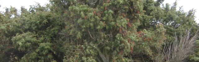 Mäletaks isegi Rooma impeeriumit_ peenike ja tagasihoidlik Soome kadakas osutus Euroopa kõige vanemaks puuks