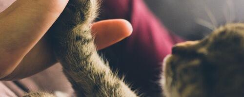 Sõbrakuul leidis uue kodu 93 kassi!