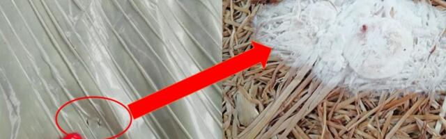 Silorullidel poseerimine võib tuua kopsaka kahju ning tekitada loomadele mürgistuse