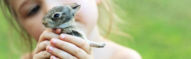 VIDEO | „Teda me enam aidata ei saanud.“ Inimese liigne agarus lõppes jänesepoja surmaga