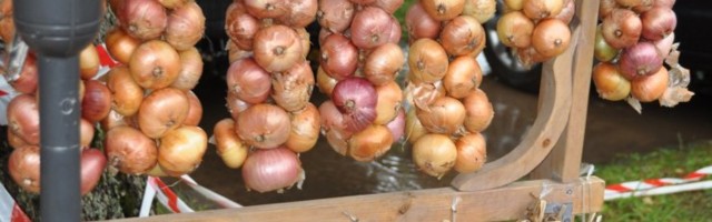 Kas sibul on ravim – selgub, et piiritusega on hea