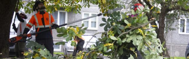 Absurdne vargus: pihta pandi õunapuuistikud