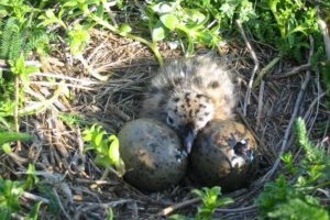 Evolutsioonibioloogiline pereelu