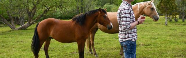 REPORTAAŽ | Liigirikaste rannaniitude säilimine nõuab omanikelt tarka majandamist