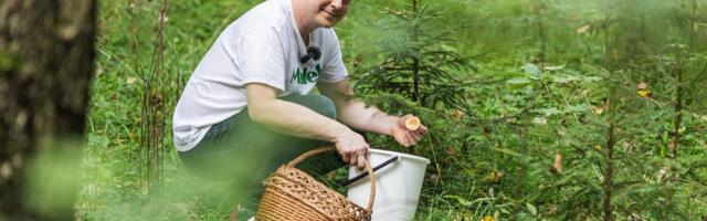 VIDEO | Maalehe eksperiment: kas eksinud seenelise leiab tõesti üles valge ämbri järgi?