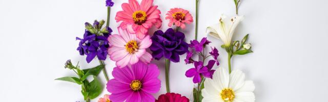 Lillehoroskoop näitab, milline lill mõjutab sinu iseloomu ja eluteed kõige enam