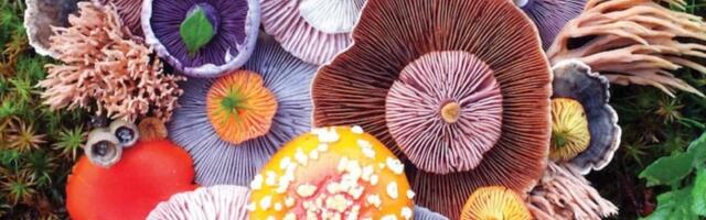 Seened on olulised elujõuallikaks