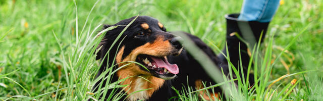 Valitsus kiitis heaks koerte püsiva ketis pidamise ja zoofiilia keelustamise