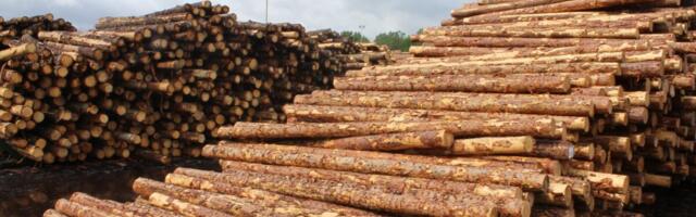 Läti riigimetsa majandaja ületab RMKd nii raiemahu kui kasumiga