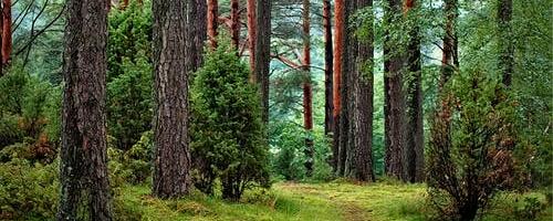 Pärnumaal on metsapäeval kolm retke