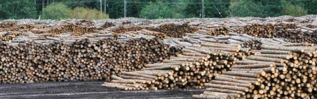 Kust tuleb puit ja kelle taskusse läheb raha?